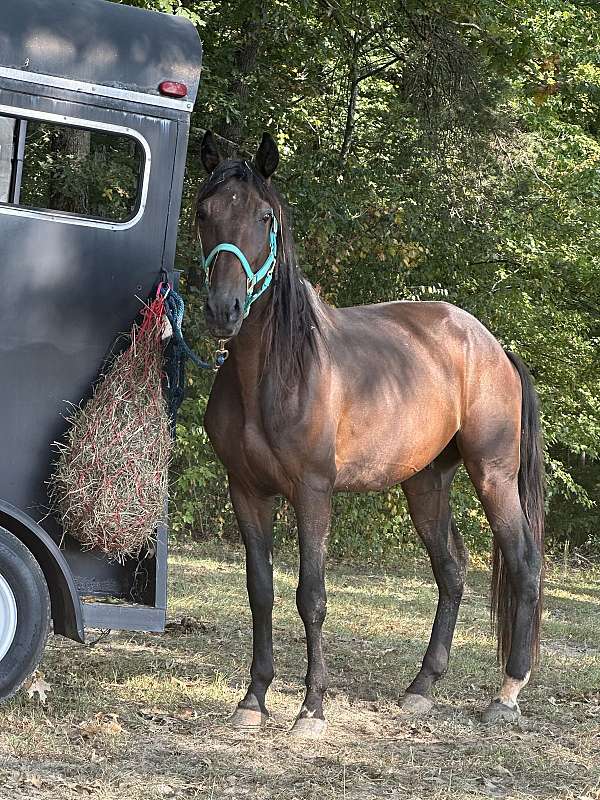 stallion-trail-standardbred-horse