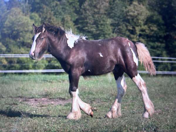 14-hands-gypsy-vanner-horse