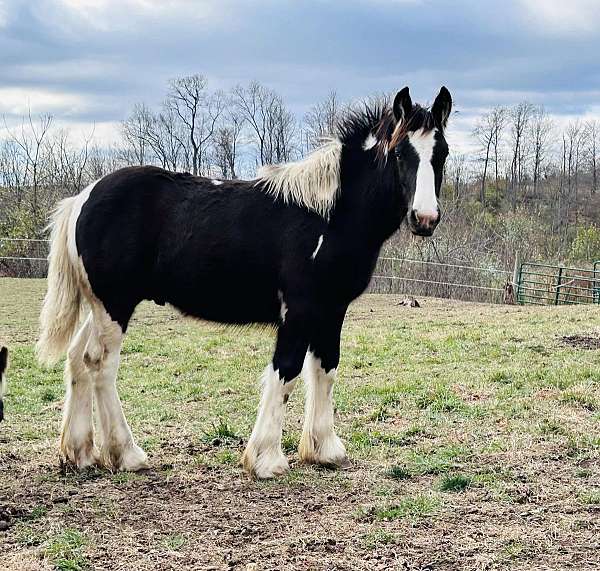 14-hands-gypsy-vanner-horse