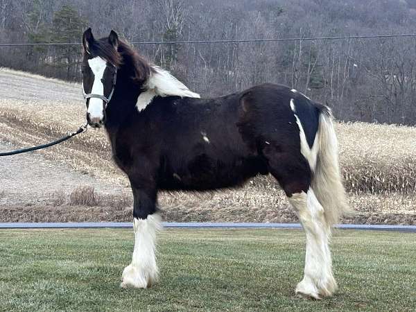 14-hands-gypsy-vanner-horse