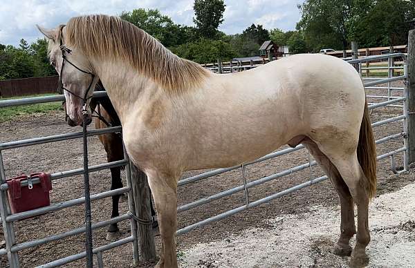 perlino-andalusian-horse