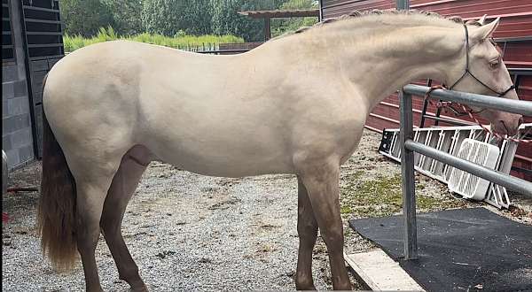 blue-eyed-andalusian-horse