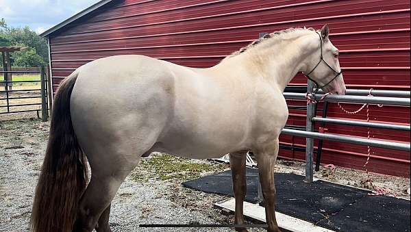 breeding-andalusian-horse