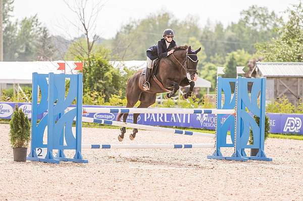 dressage-thoroughbred-horse