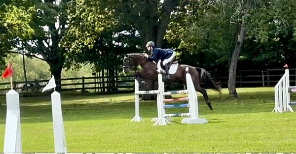 jumping-thoroughbred-horse