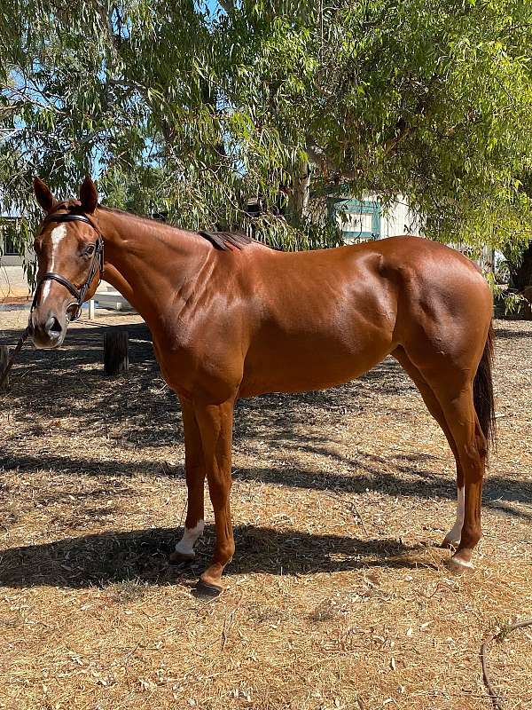 chestnut-sp-horse