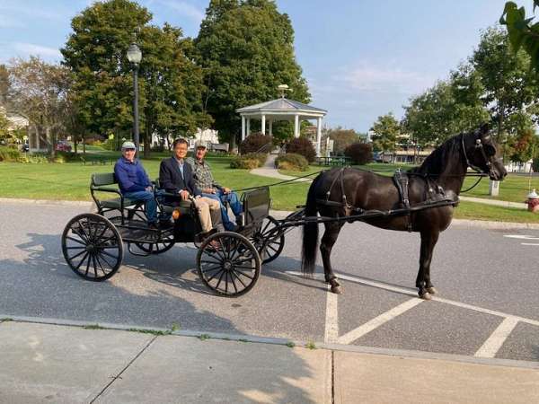 black-morgan-horse