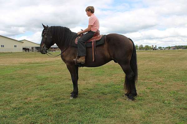 trail-western-riding-percheron-horse