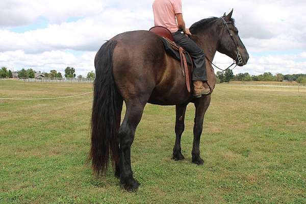 trail-western-riding-gelding