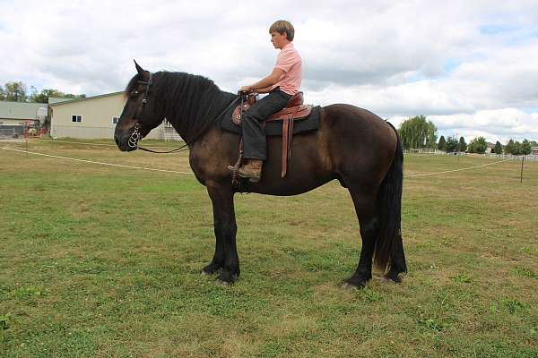 black-small-star-horse