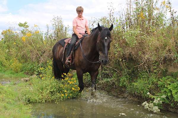 black-percheron-gelding