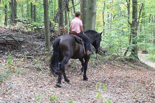 black-trail-western-riding-horse