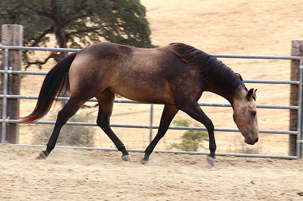 drill-team-quarter-horse