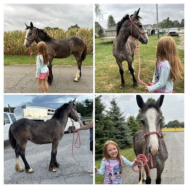 therap-gypsy-vanner-horse