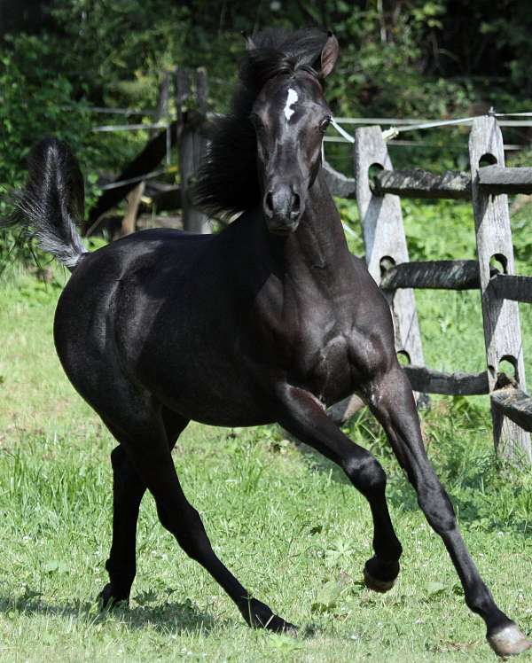 black-straight-egyptian-colt