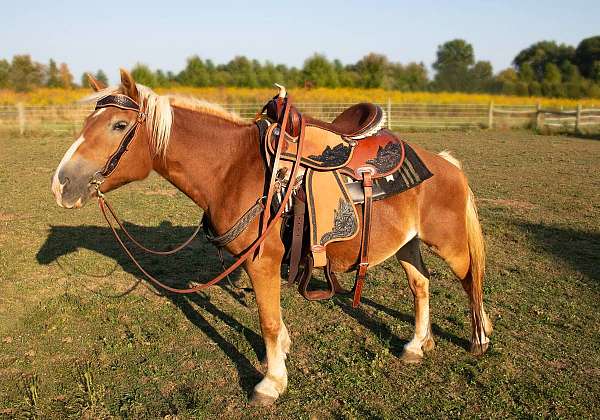 haflinger-pony