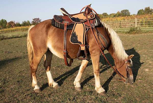 riding-haflinger-pony