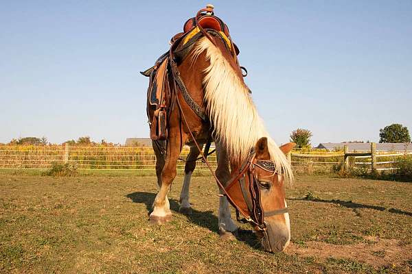 kid-safe-haflinger-pony