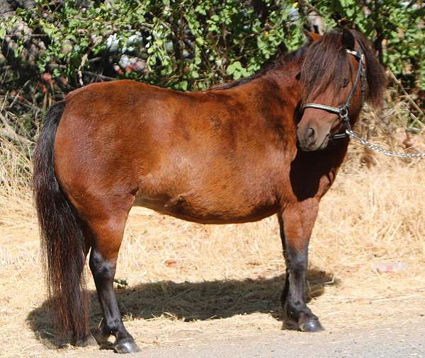 breeding-miniature-pony