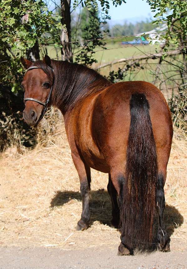 all-around-miniature-pony