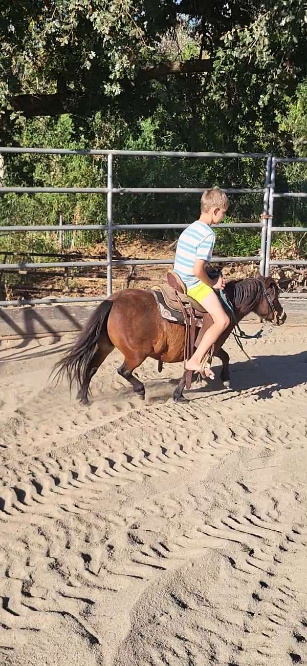 trail-riding-miniature-pony