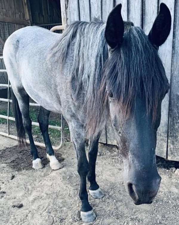 blue-roan-roan-rmha-mare