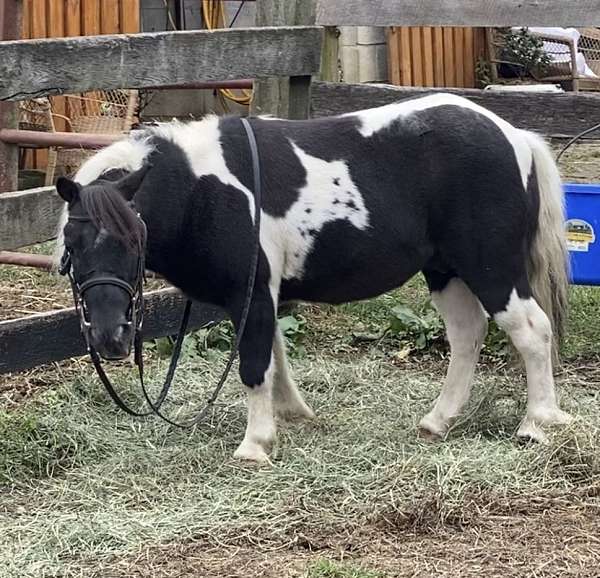 companion-kid-safe-miniature-horse