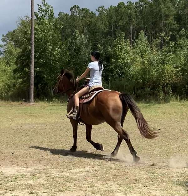 trail-riding-standardbred-horse