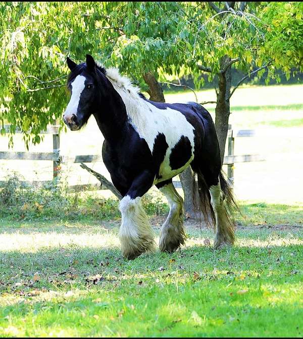 gypsy-vanner-mare