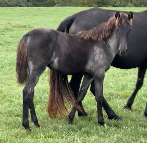 blue-roan-hind-fetlock-horse