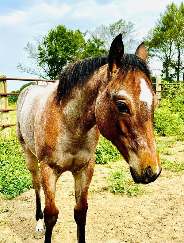 quarter-horse-for-sale