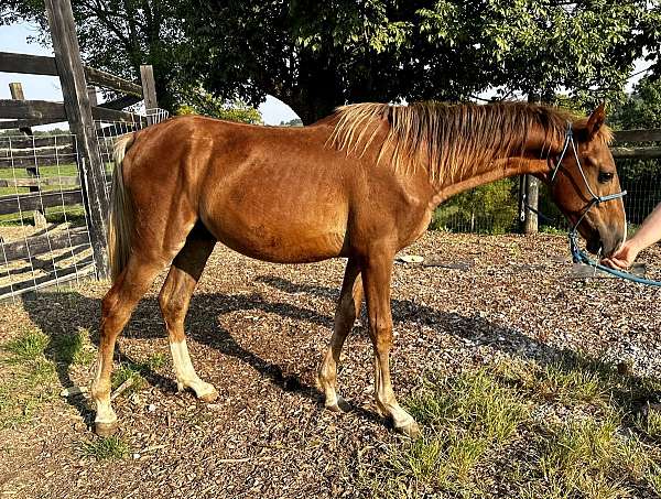 halter-yearling