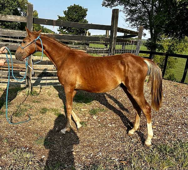 halter-horse