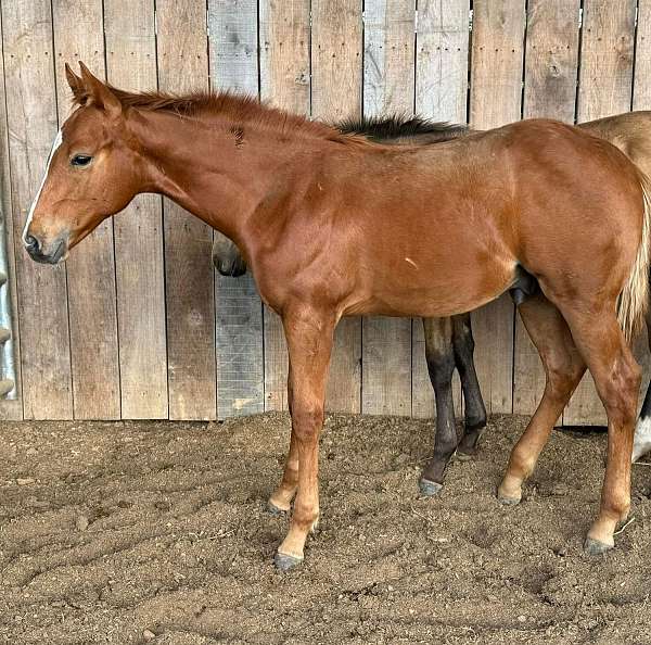 quarter-horse-colt