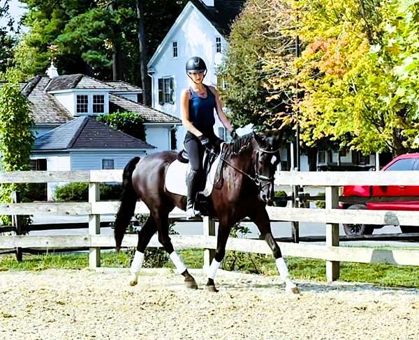 dutch-harnessmorgan-cross-horse