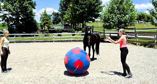 dutch-harnessmorgan-cross-gelding