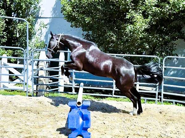 black-see-pics-horse