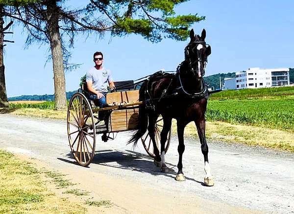 flashy-dutch-warmblood-horse