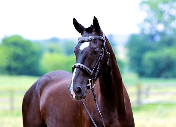 family-dutch-warmblood-horse