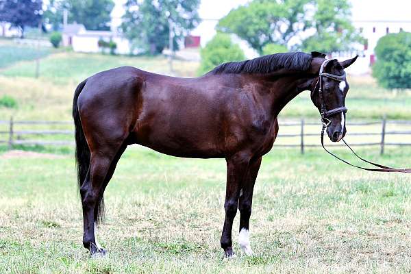 all-around-dutch-warmblood-horse