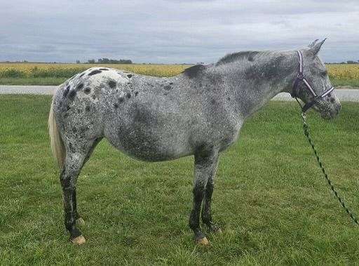 black-varnish-spots-horse