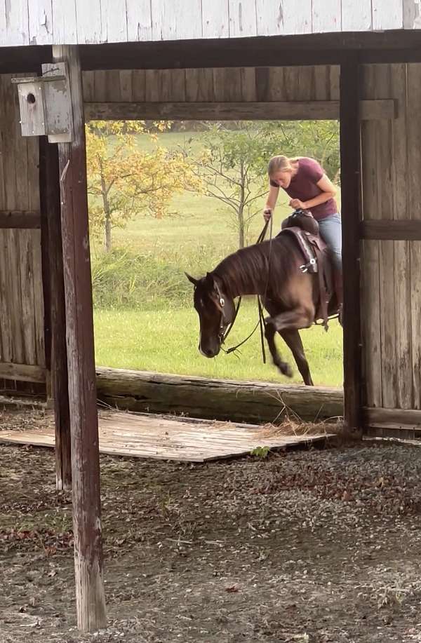 ranch-quarter-horse