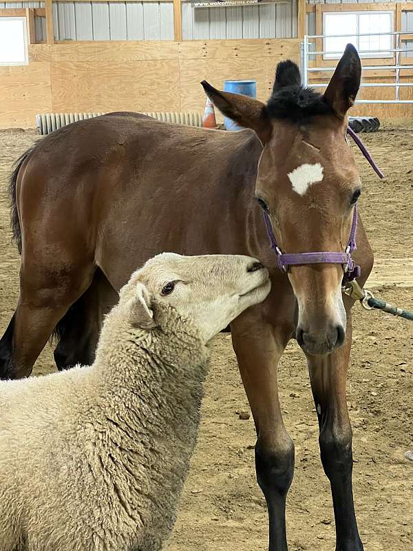 age-belgian-horse