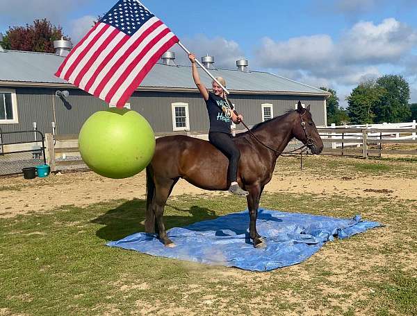 trail-quarter-horse