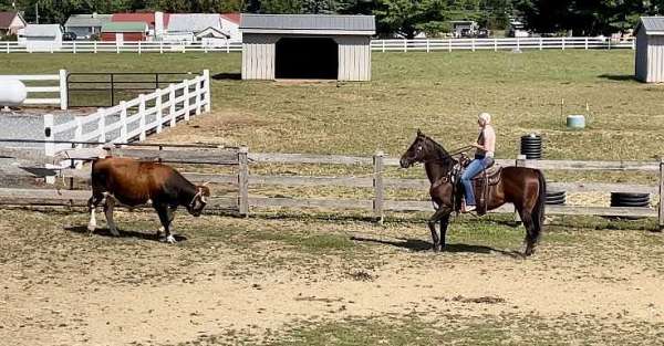 husband-safe-quarter-horse