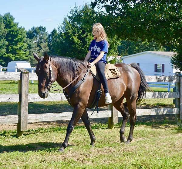 gentle-quarter-horse