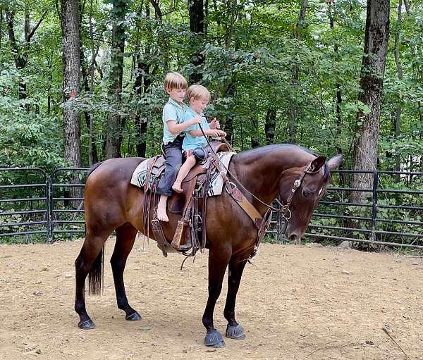 cowhorse-quarter-horse