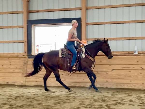 roping-quarter-horse