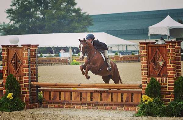 welsh-pony-mare