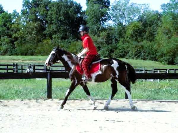 tobiano-see-pics-pony